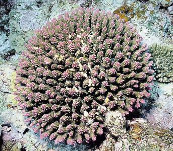 CotW: Acropora secale