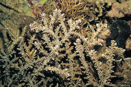 CotW preview: Acropora sekiseiensis