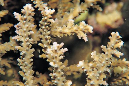CotW: Acropora sekiseiensis