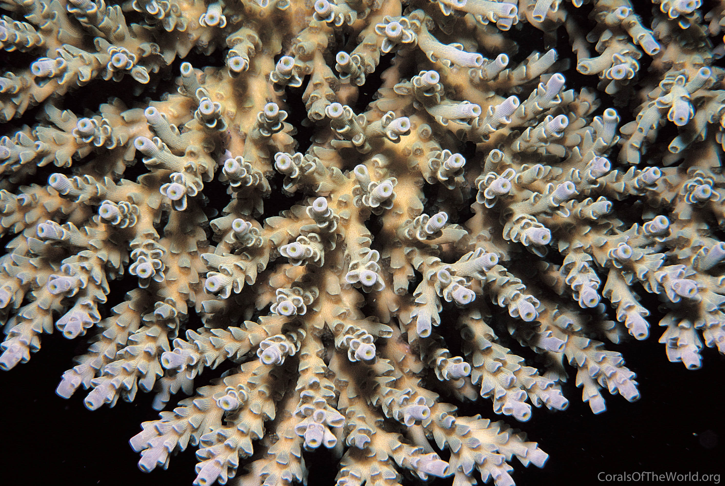 Acropora selago