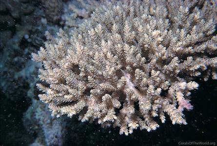 CotW: Acropora selago