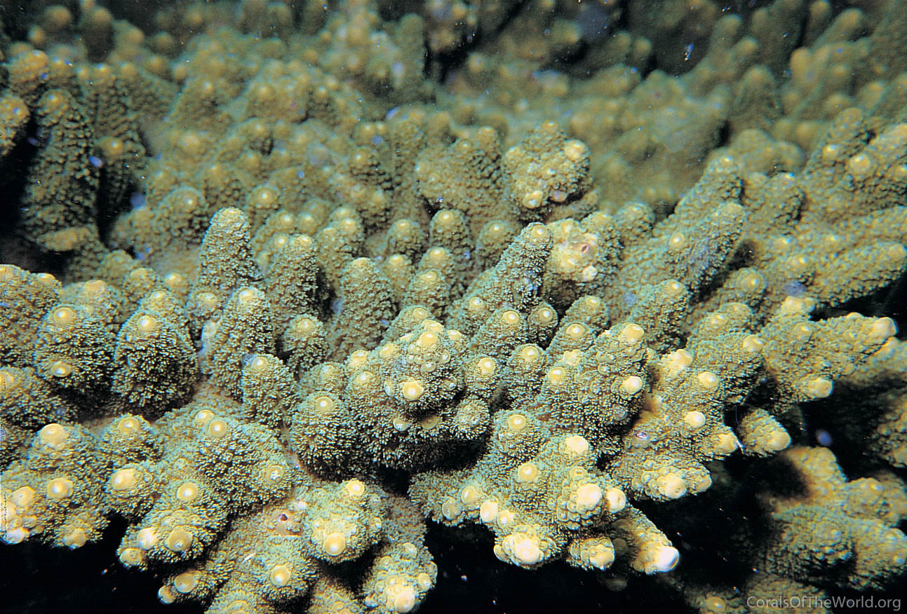 Acropora seriata
