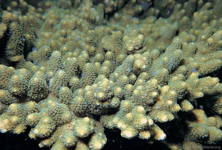 CotW preview: Acropora seriata