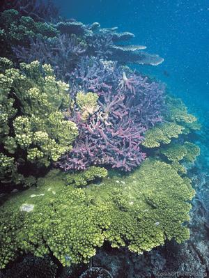 CotW: Acropora seriata