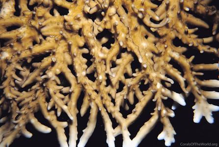 CotW: Acropora simplex