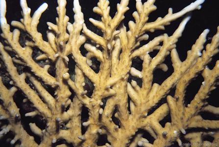 CotW: Acropora simplex