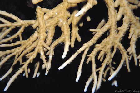 CotW: Acropora simplex