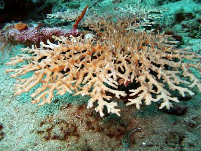 CotW: Acropora simplex