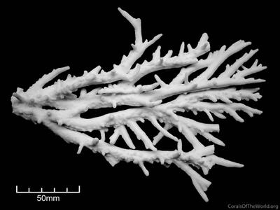 CotW: Acropora simplex