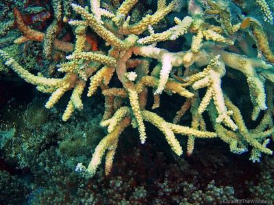 CotW preview: Acropora sirikitiae