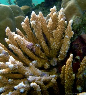 CotW preview: Acropora sirikitiae
