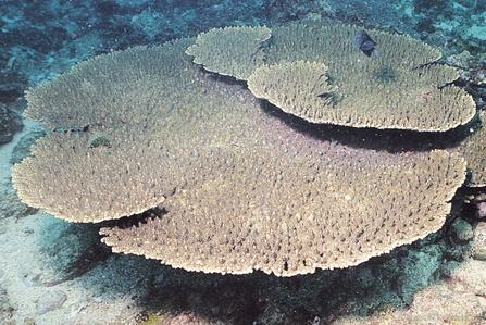 CotW: Acropora solitaryensis