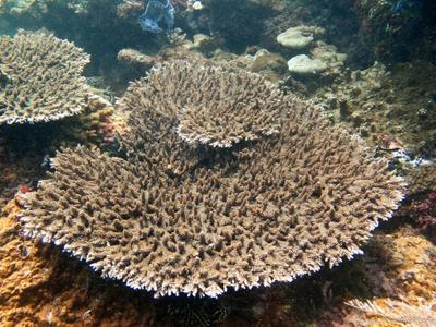 CotW: Acropora solitaryensis
