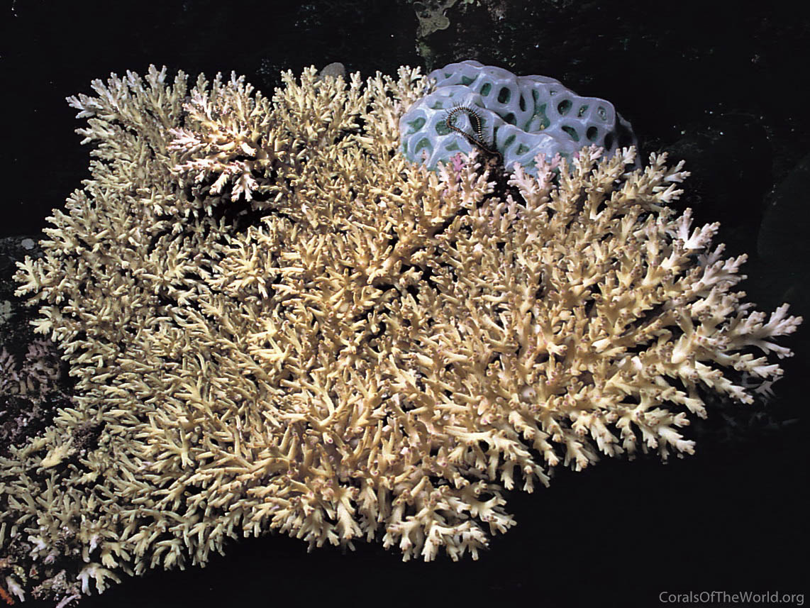 Acropora speciosa