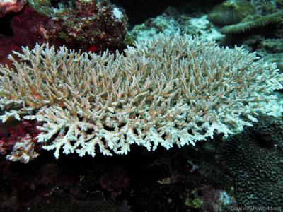 CotW: Acropora speciosa