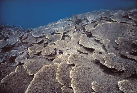 CotW: Acropora spicifera