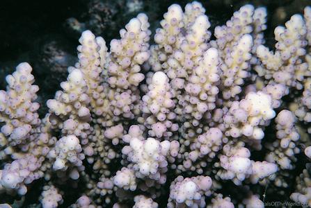 CotW preview: Acropora squarrosa