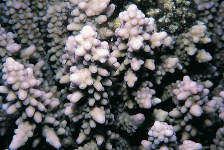 CotW: Acropora squarrosa