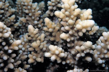 CotW: Acropora squarrosa