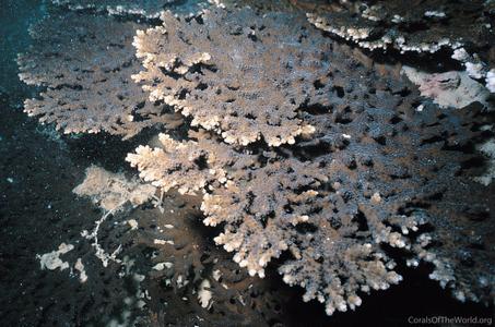 CotW: Acropora stoddarti