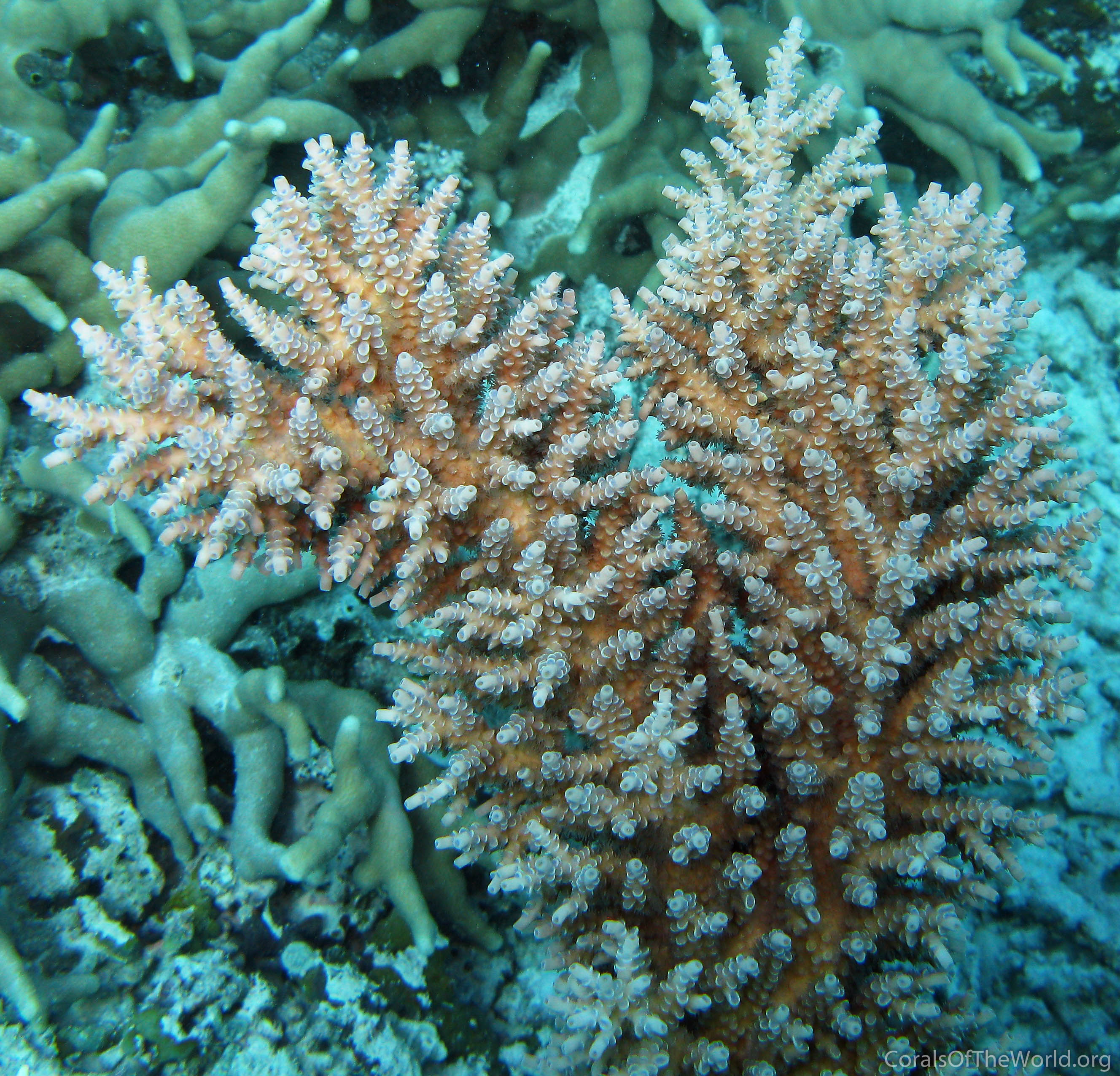 Acropora striata