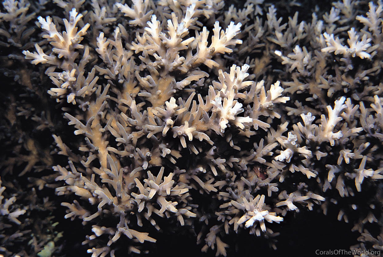 Acropora subglabra