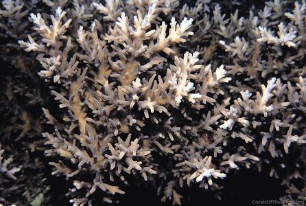 CotW preview: Acropora subglabra