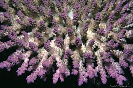 CotW preview: Acropora subulata