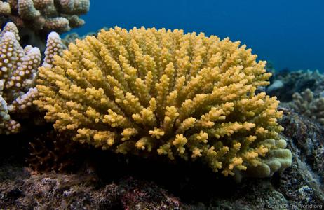 CotW: Acropora subulata