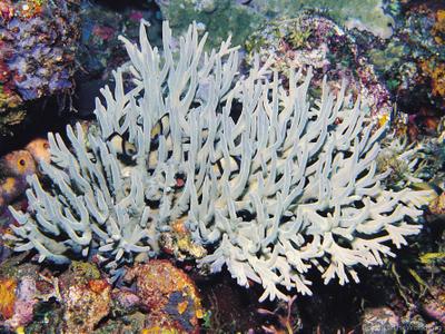 CotW preview: Acropora suharsonoi