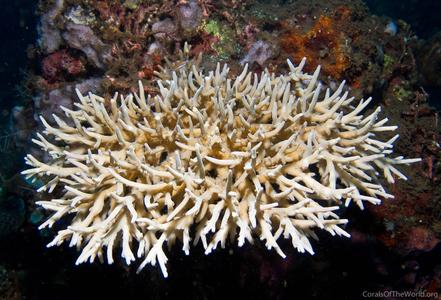 CotW: Acropora suharsonoi