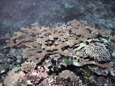 CotW: Acropora sukarnoi