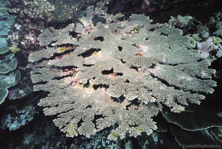 CotW: Acropora sukarnoi