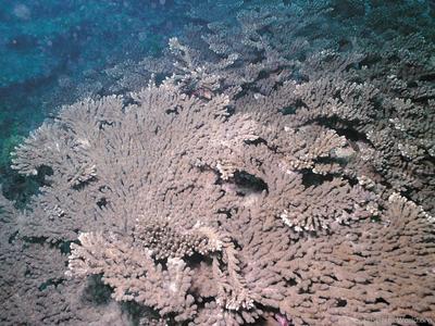 CotW: Acropora tanegashimensis