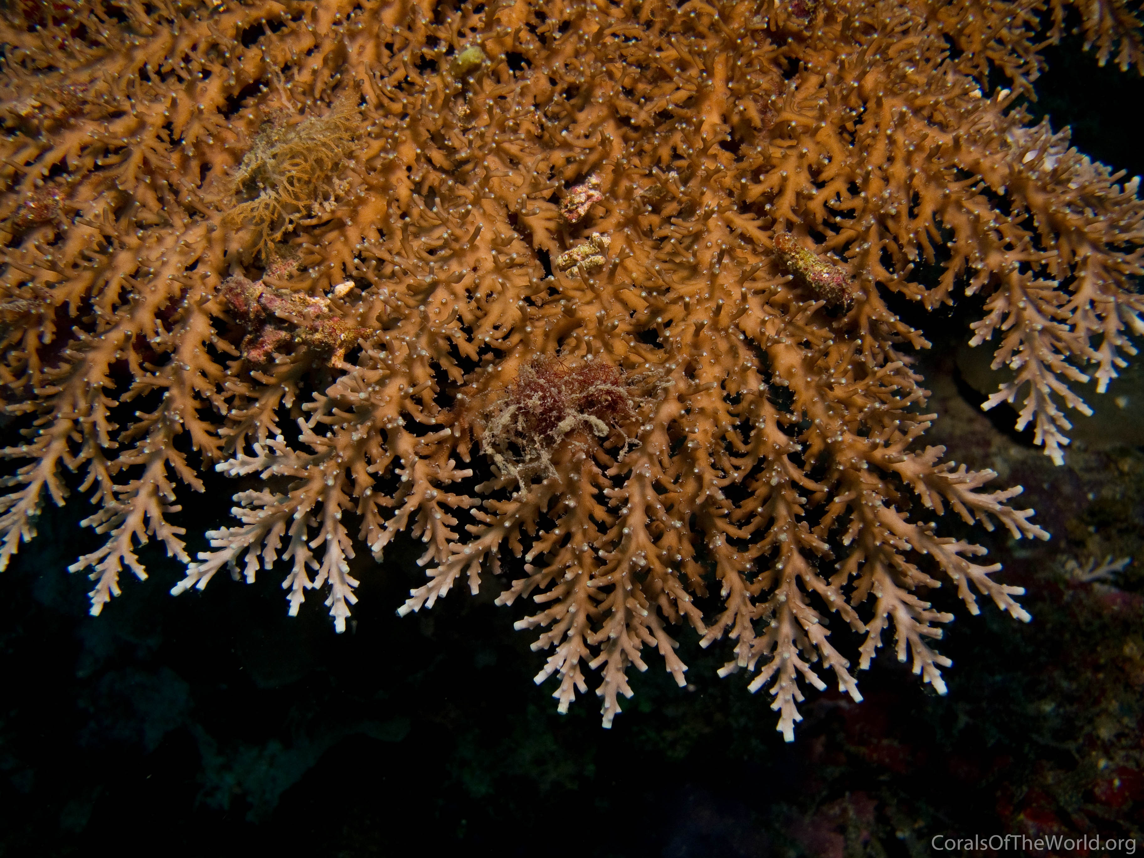 Acropora tenella