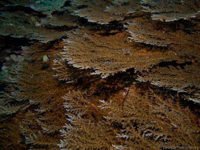 CotW preview: Acropora tenella