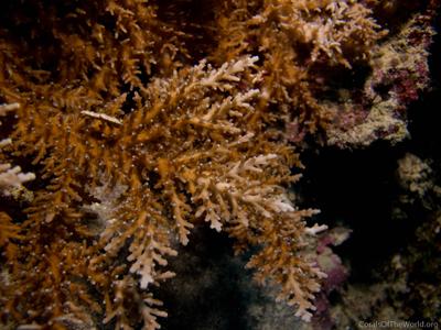 CotW: Acropora tenella