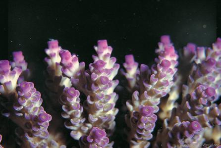 CotW: Acropora tenuis