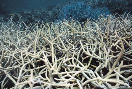 CotW preview: Acropora teres