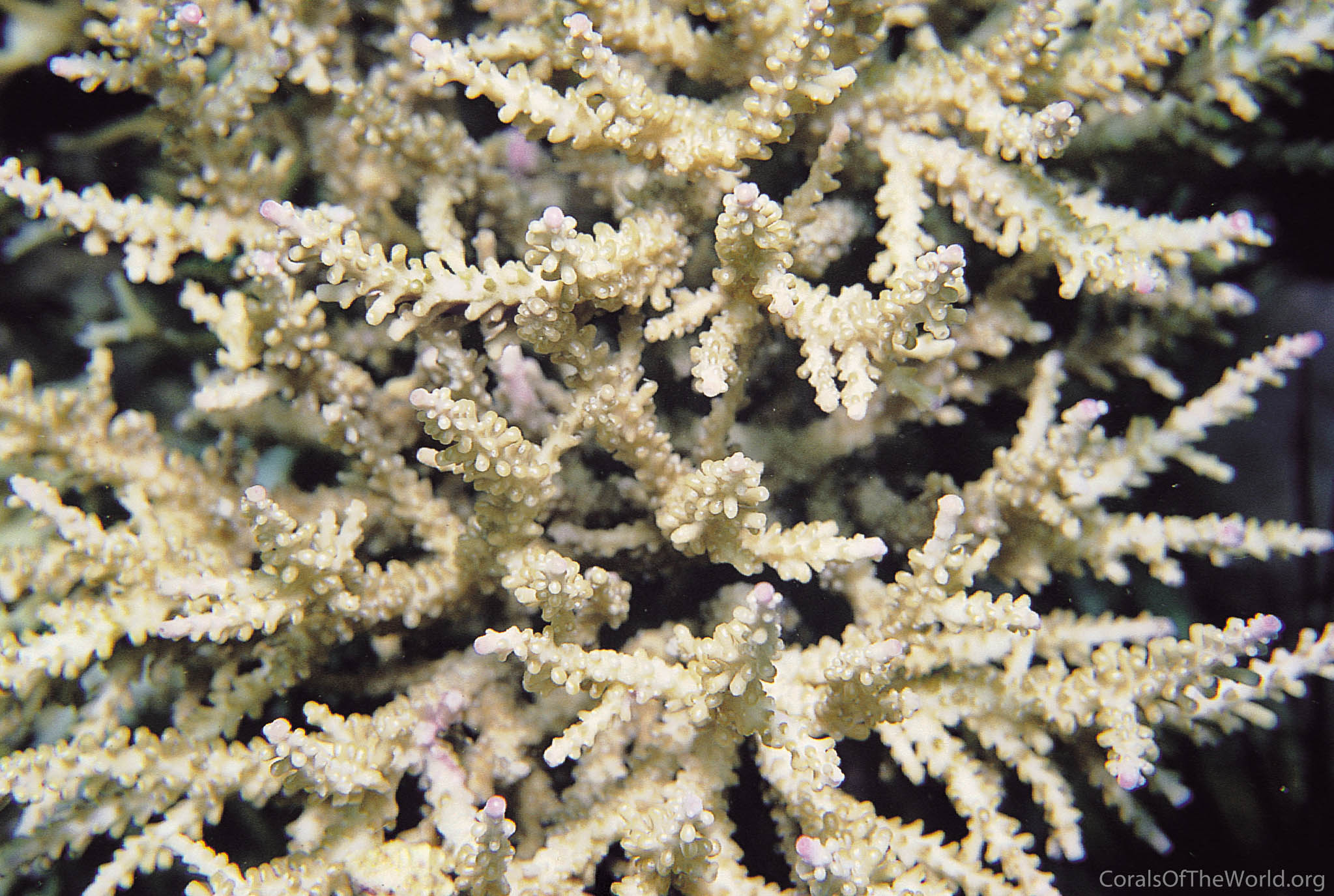 Acropora tizardi