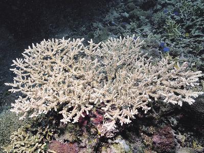 CotW preview: Acropora tizardi