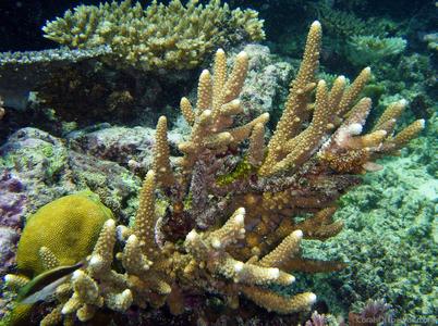 CotW: Acropora torresiana