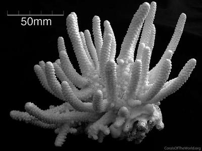CotW: Acropora torresiana