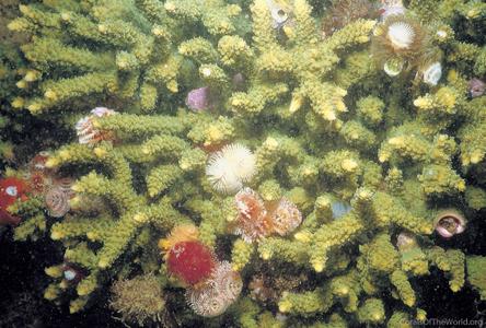 CotW preview: Acropora tumida
