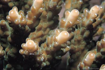 CotW: Acropora tumida