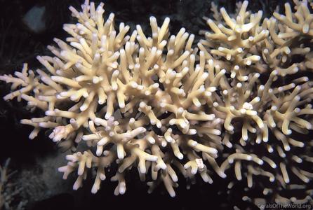CotW: Acropora turaki