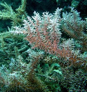 CotW: Acropora turaki