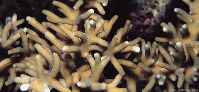 CotW: Acropora turaki