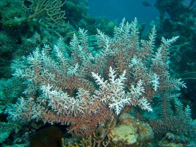 CotW: Acropora turaki