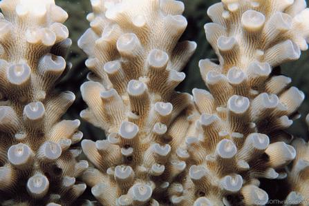 CotW: Acropora tutuilensis